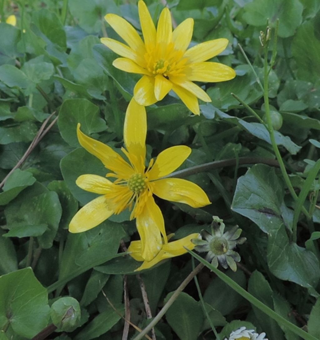 Ranuncolo primaverile - Ranunculus ficaria